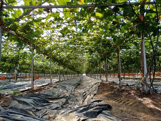 비옥토님의 자유주제 · 자유게시판 작성글 사진