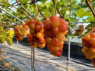 비옥토님의 자유주제 · 자유게시판 작성글 사진