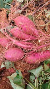 팜모닝 · 게시글 이미지