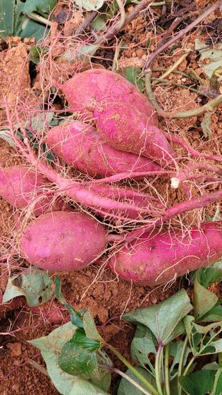 무안선유농원님의 작성글 사진