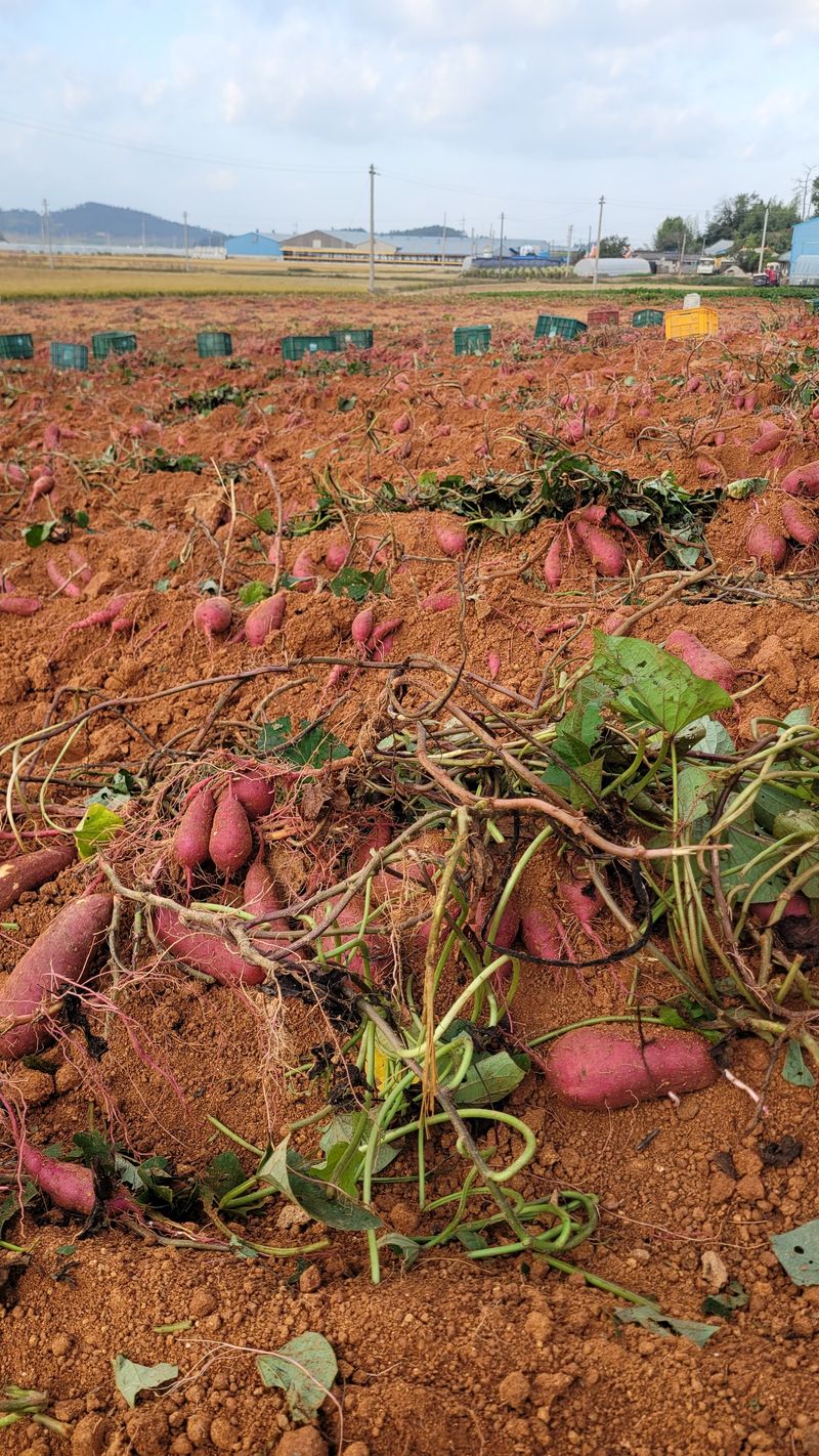 무안선유농원님의 장터 판매 상품 [베니하루카 꿀 고구마10kg] 첨부 사진