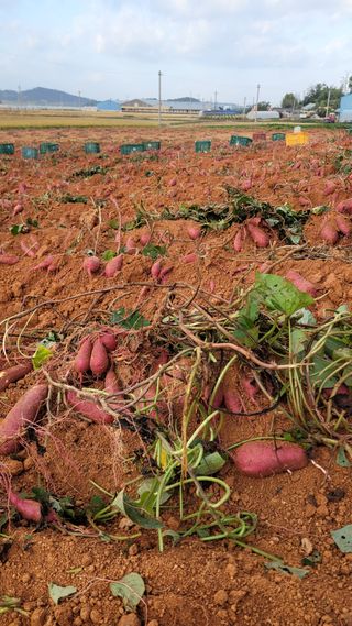 무안선유농원님의 작성글 사진