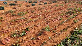 무안선유농원님의 작성글 사진