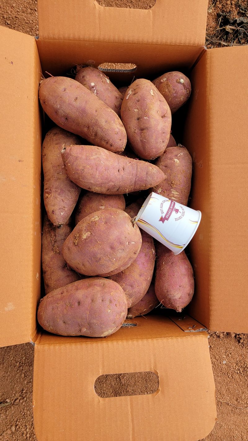 무안선유농원님의 장터 판매 상품 [베니하루카 꿀 고구마10kg] 첨부 사진