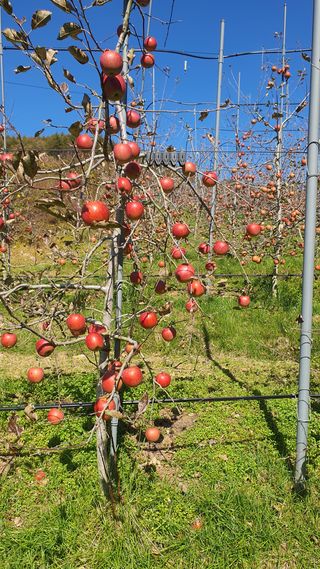 강혜원님의 옥수수 · 영농일지 작성글 사진