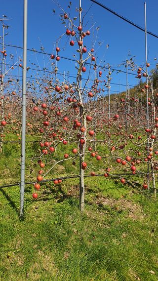 강혜원님의 옥수수 · 영농일지 작성글 사진