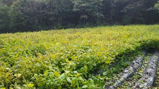 김상년님의 들깨 · 영농일지 작성글 사진