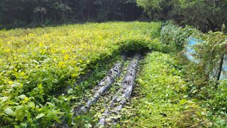 김상년님의 들깨 · 영농일지 작성글 사진