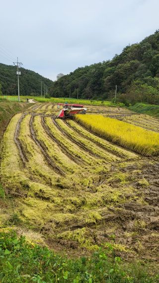 김상년님의 기타작물 · 영농일지 작성글 사진