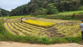 김상년님의 기타작물 · 영농일지 작성글 사진