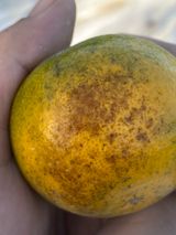 팜모닝 귤·병해충상담 게시글 이미지