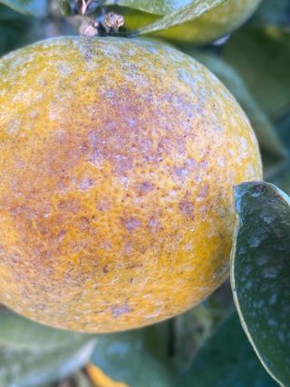 남스님의 귤 · 병해충상담 작성글 사진