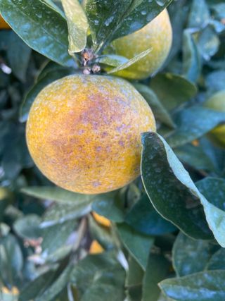 남스님의 귤 · 병해충상담 작성글 사진