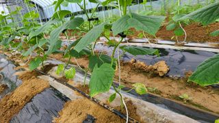 하이론님의 오이 · 병해충상담 작성글 사진