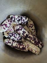 팜모닝 요즘 뜨는 신품종은? 💬·참여글 게시글 이미지