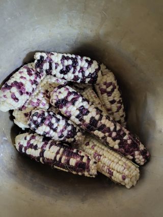 박수연님의 요즘 뜨는 신품종은? 💬 · 참여글 작성글 사진