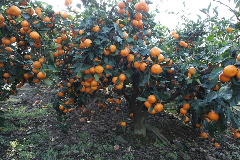 김경철님의 장터 판매 상품 [맛있는 서귀포 조생감귤, 노지황금향 판매합니다.] 첨부 사진