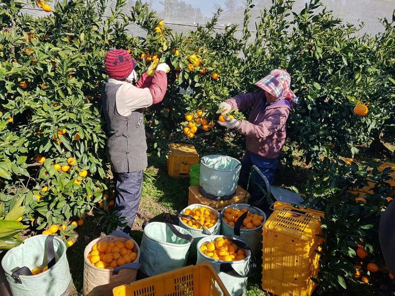 김경철님의 장터 판매 상품 [맛있는 서귀포 조생감귤, 노지황금향 판매합니다.] 첨부 사진