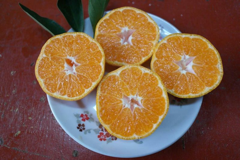 김경철님의 장터 판매 상품 [맛있는 서귀포 조생감귤, 노지황금향 판매합니다.] 첨부 사진