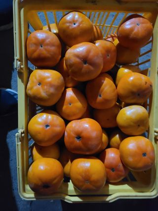 김계희님의 감 · 자유게시판 작성글 사진