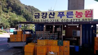 금강산푸른농원(운악님의 요즘 뜨는 신품종은? 💬 · 참여글 작성글 사진