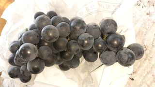 금강산푸른농원(운악님의 요즘 뜨는 신품종은? 💬 · 참여글 작성글 사진