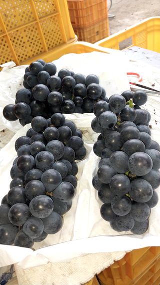 금강산푸른농원(운악님의 요즘 뜨는 신품종은? 💬 · 참여글 작성글 사진