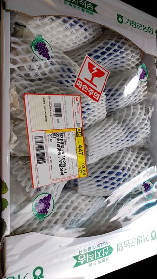 금강산푸른농원(운악님의 요즘 뜨는 신품종은? 💬 · 참여글 작성글 사진