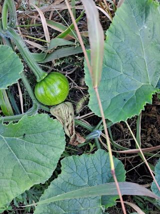 (팽나무*공주)님의 호박 · 자유게시판 작성글 사진