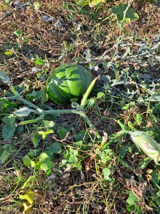 (팽나무*공주)님의 호박 · 자유게시판 작성글 사진