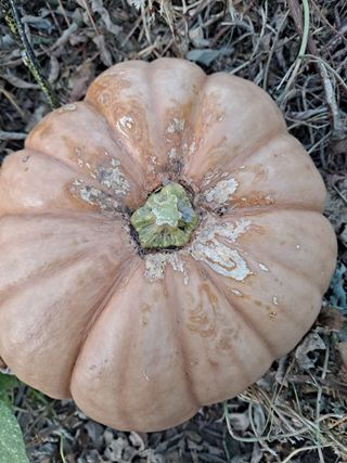 (팽나무*공주)님의 호박 · 자유게시판 작성글 사진