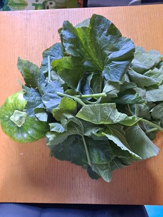 (팽나무*공주)님의 호박 · 자유게시판 작성글 사진