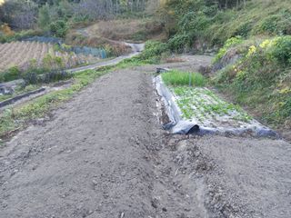 한골머스마님의 토마토 · 영농일지 작성글 사진