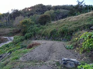 한골머스마님의 토마토 · 영농일지 작성글 사진