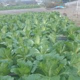 팜모닝 배추·비료•농약 게시글 이미지