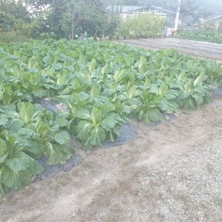 김두일님의 배추 · 비료•농약 작성글 사진