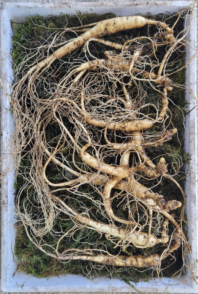 장터 상품 [장뇌삼 파격 할인판매 ] 썸네일