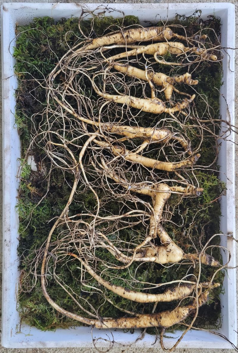 신재용님의 장터 판매 상품 [장뇌삼 파격 할인판매 ] 첨부 사진