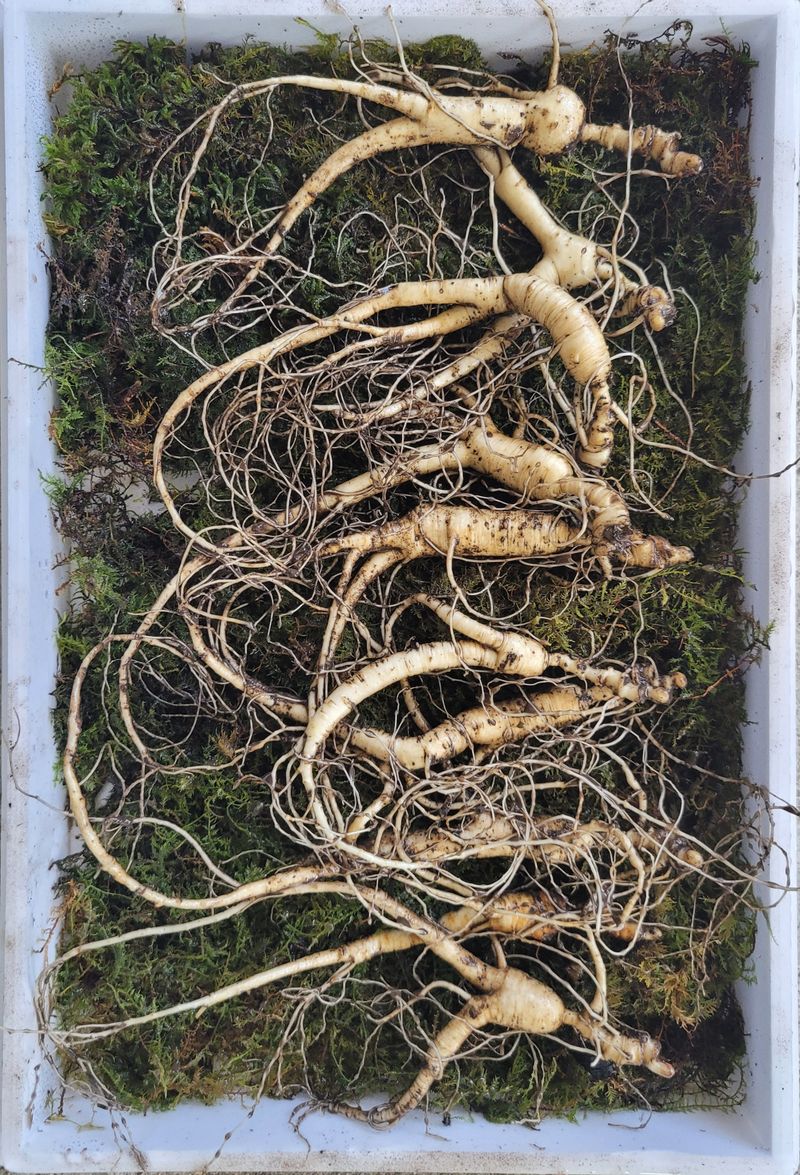 신재용님의 장터 판매 상품 [장뇌삼 파격 할인판매 ] 첨부 사진