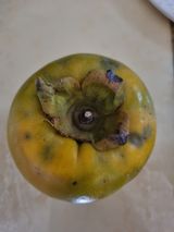 팜모닝 감·병해충상담 게시글 이미지