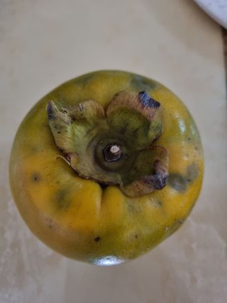 해풍맞은 맛있는 감님의 감 · 병해충상담 작성글 사진