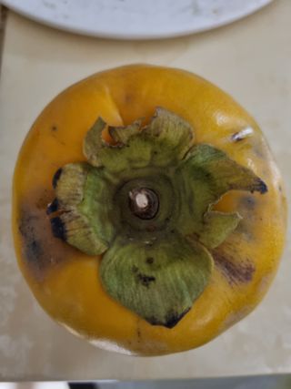 해풍맞은 맛있는 감님의 감 · 병해충상담 작성글 사진