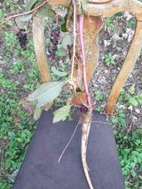 팜모닝 자유주제·자유게시판 게시글 이미지