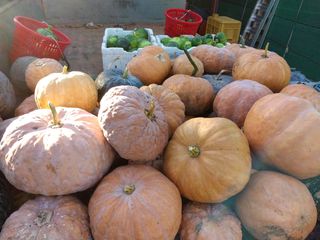 박정복님의 호박 · 자유게시판 작성글 사진