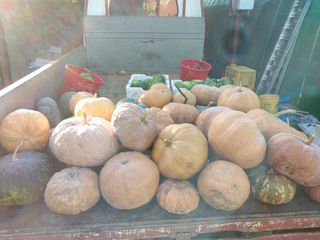 박정복님의 호박 · 자유게시판 작성글 사진