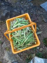 팜모닝 배추·영농일지 게시글 이미지