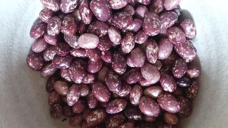 청계닭님의 배추 · 영농일지 작성글 사진