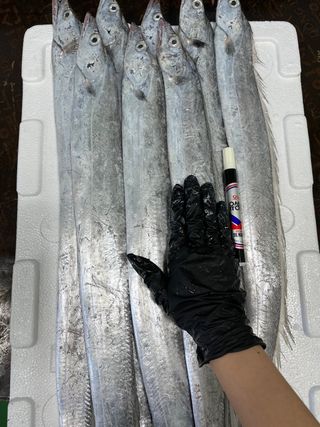 목포 물좋은수산님의 작성글 사진