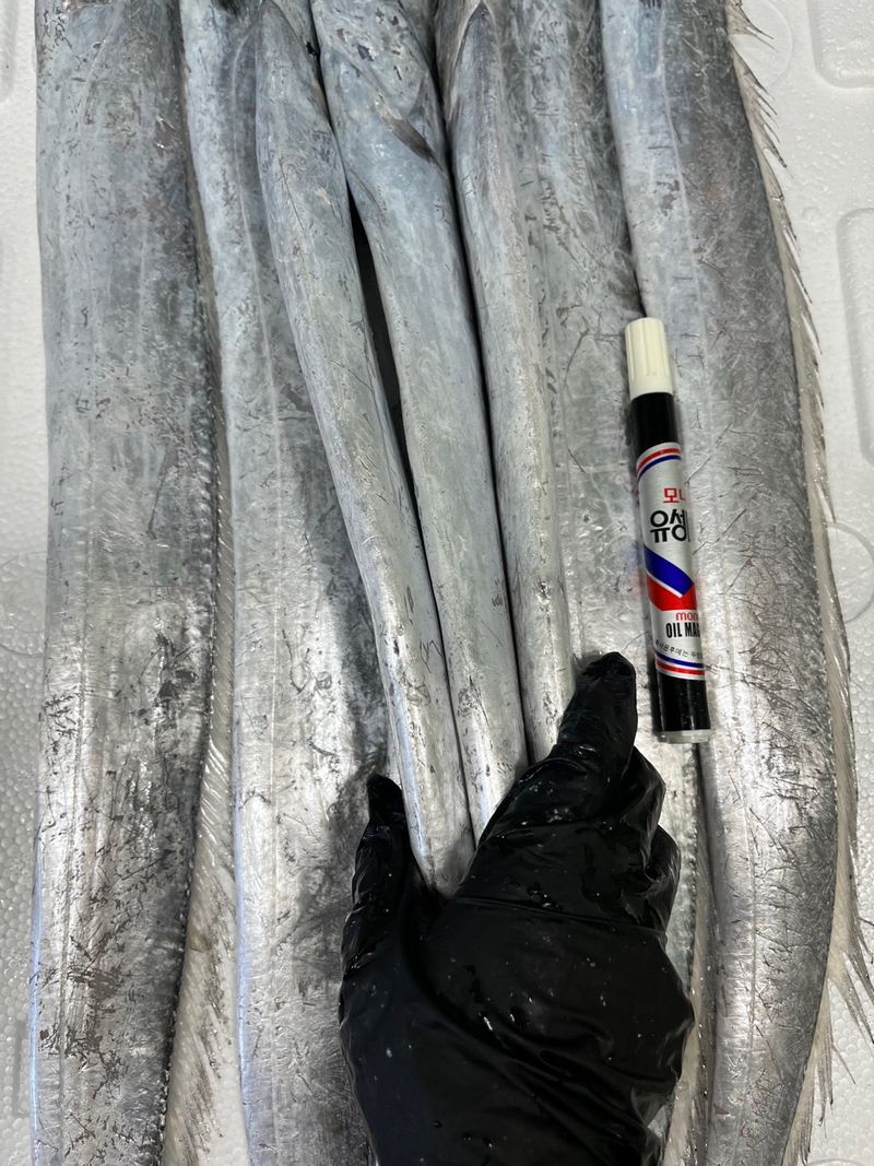 목포 물좋은수산님의 장터 판매 상품 [당일경매) 싱싱한 목포먹갈치] 첨부 사진