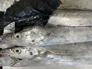 목포 물좋은수산님의 작성글 사진